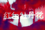 红白牡丹花