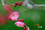 新二度梅下载